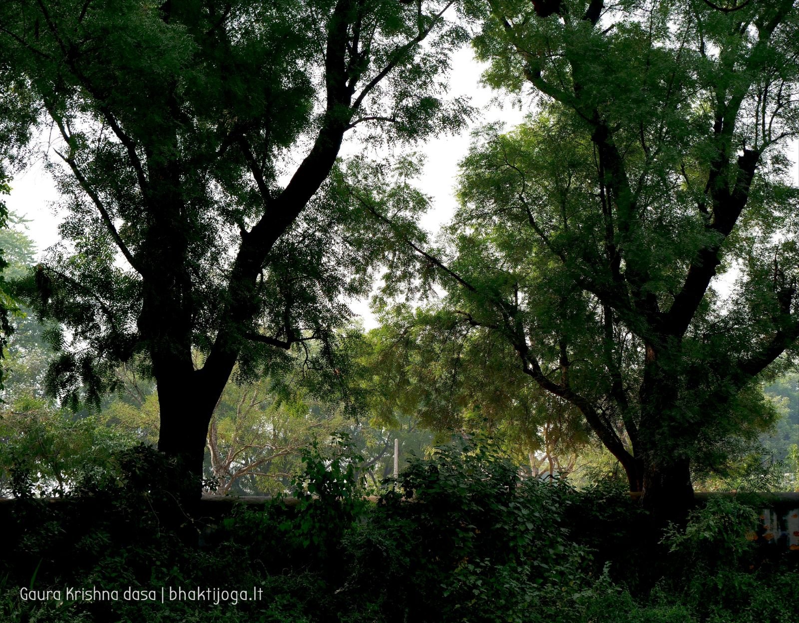  Varshana parikrama and preaching. 2019.12.10